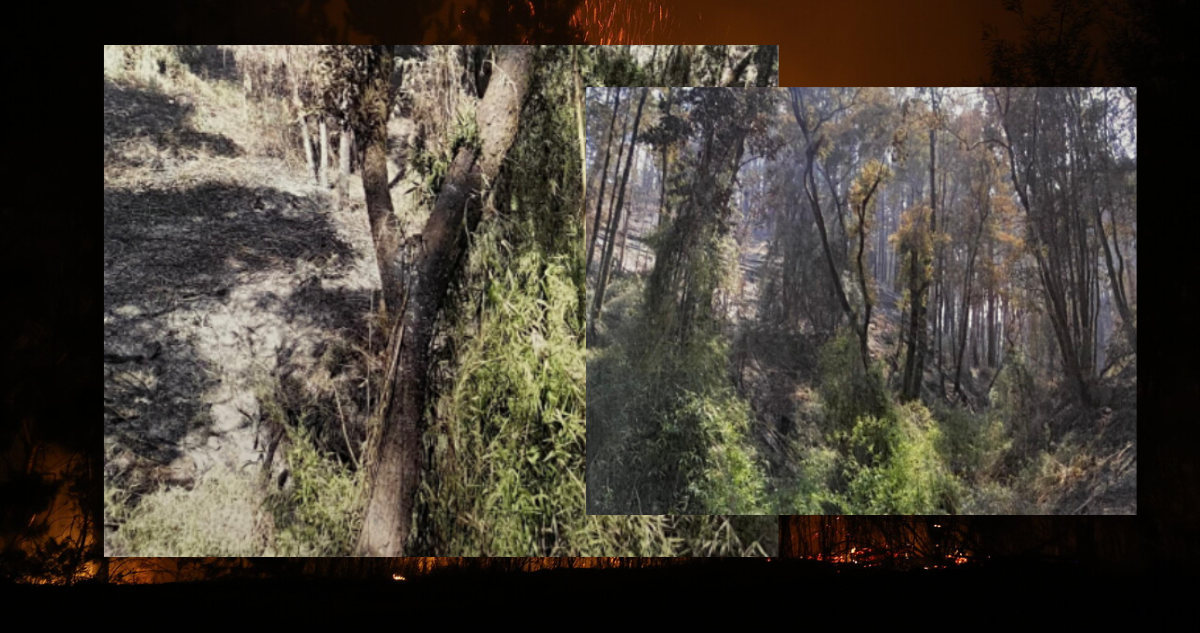 Incendios forestales Bio Bio