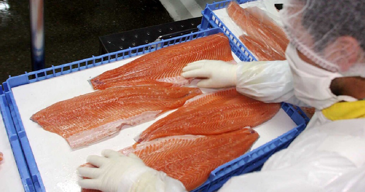 Industria del salmón advierte “estancamiento productivo” y que aún no revierten caída de años previos