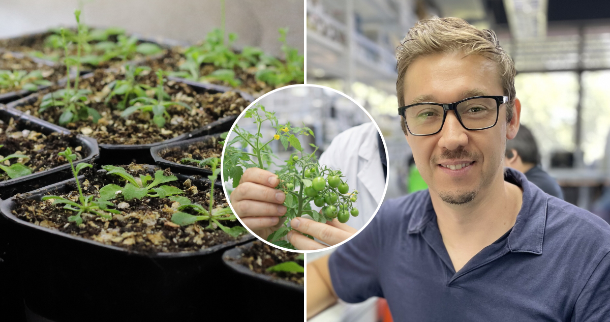 Científico chileno descubre “interruptor biológico” que ayuda a las plantas a sobrevivir sequías