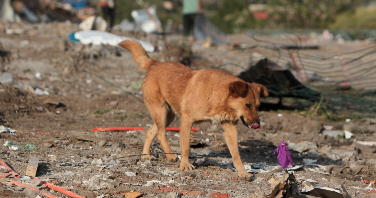 Municipio presentará querella por ataque de jauría que dejó grave a niño de 6 años en Punta Arenas