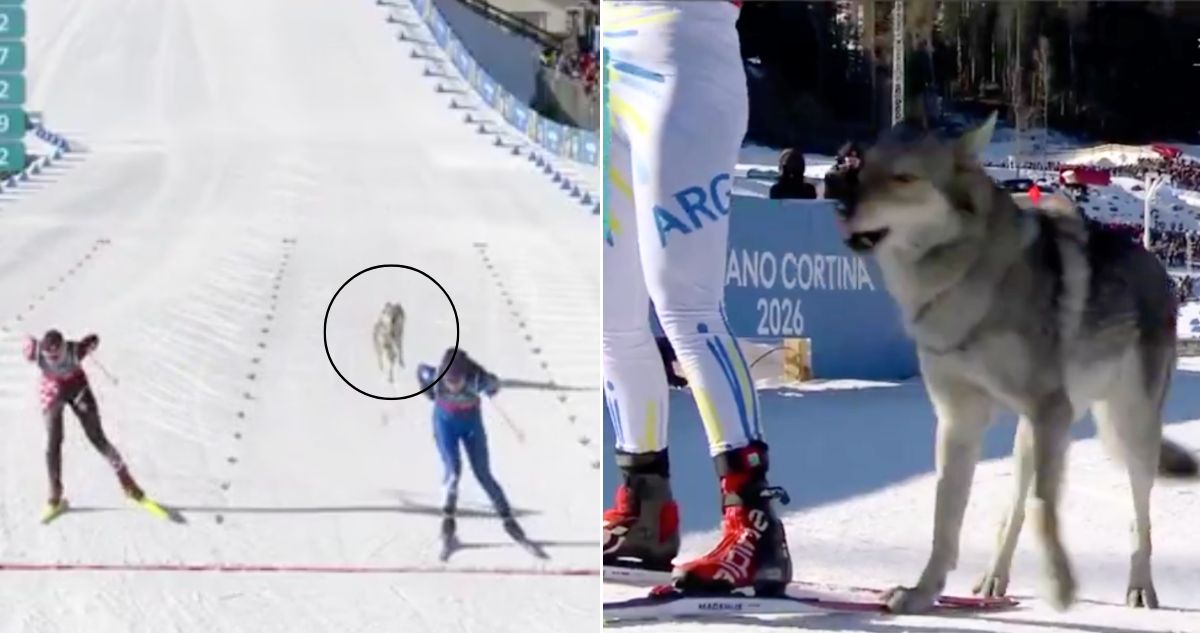 Juegos Olímpicos Invierno perro