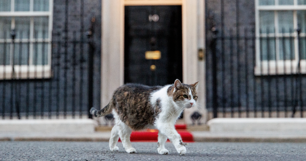 Foto de Larry, el gato