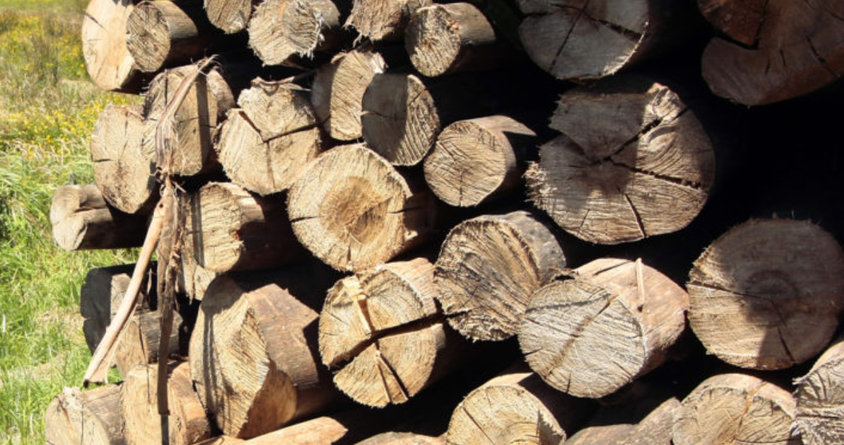 Detienen a dos personas por robo de madera desde predio forestal en Mariquina