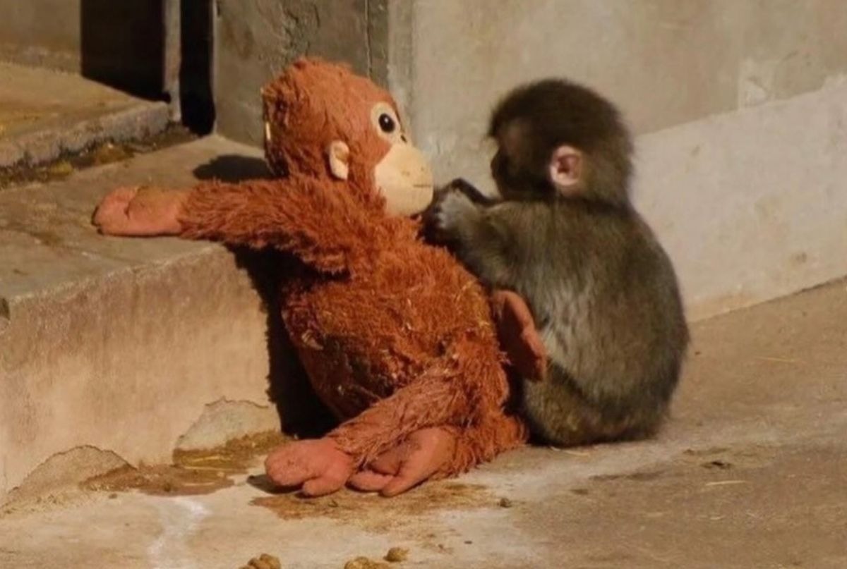 Un bebé mono rechazado por su madre derrite corazones al acurrucarse junto a su peluche.
