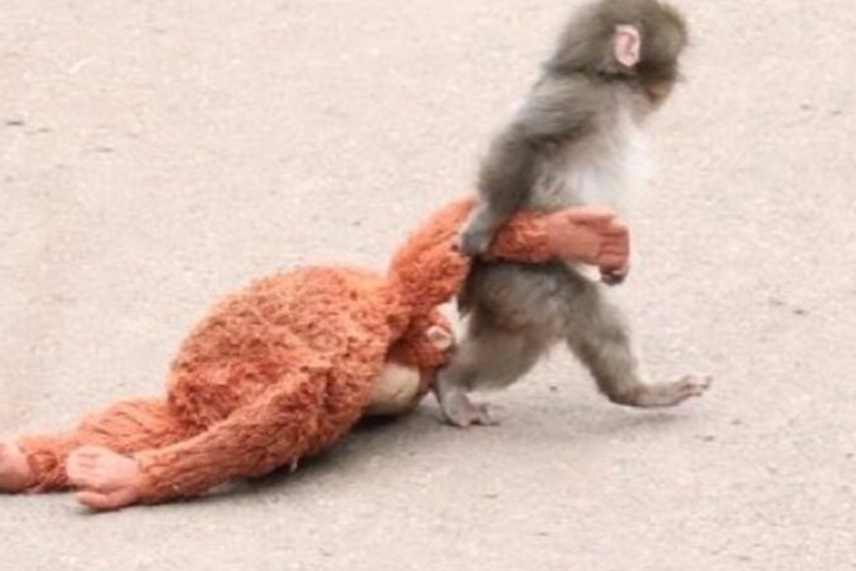 Punch Un bebé mono rechazado por su madre derrite corazones al acurrucarse junto a su peluche.
