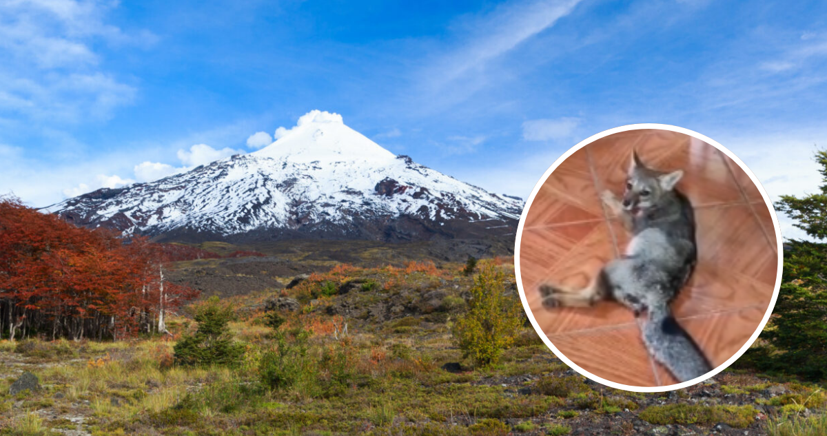 Muere zorro chilla atropellado en el Parque Nacional Villarrica: piden responsabilidad al conducir