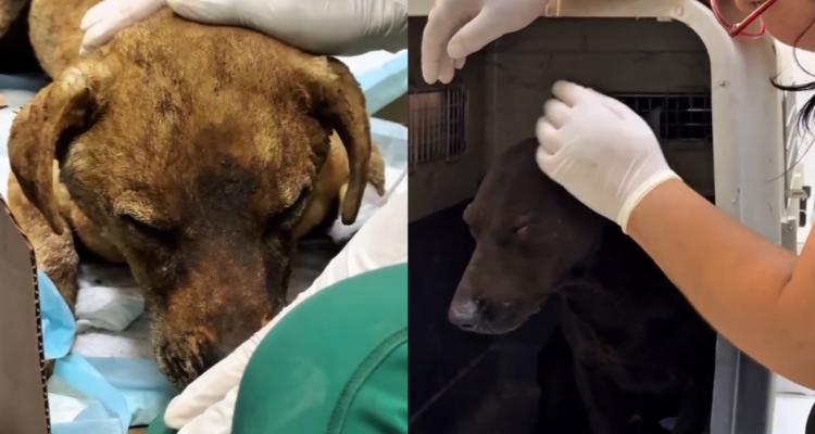 Municipio de Renca rescata a cuatro perros afectados por el fuego tras explosión en la RM