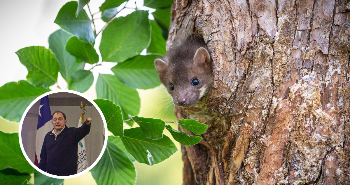Foto de contexto de roedor en un árbol y foto de Poduje en seminario en UBB.