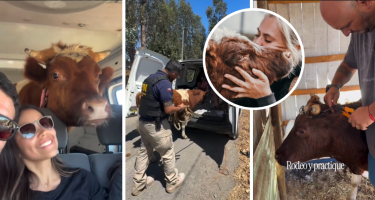 Ferdinand, novillo rescatado por santuario de Eliana Albasetti