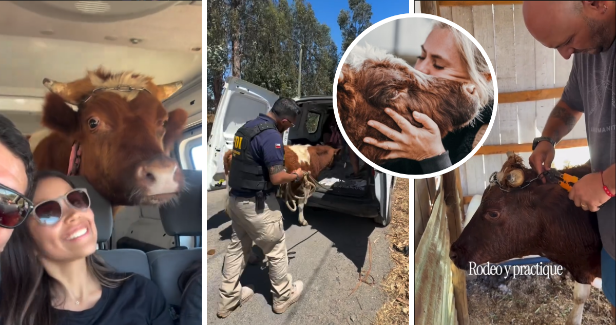 Ferdinand, novillo rescatado por santuario de Eliana Albasetti