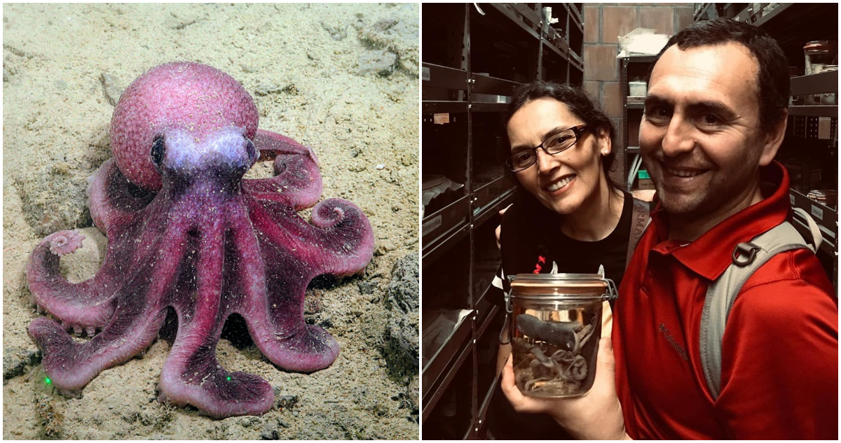 Científicos chilenos descubren nueva especie de pulpo que amplía la biodiversidad del Océano Pacífico
