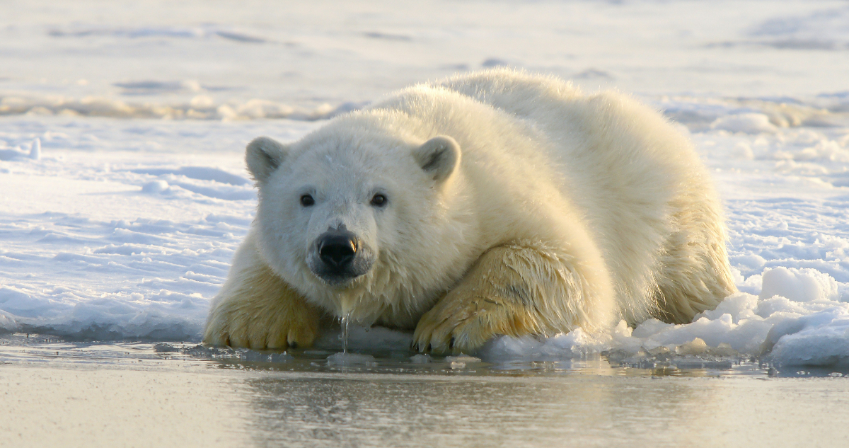 Cómo los osos polares se están adaptando a la pérdida de hielo en el Ártico