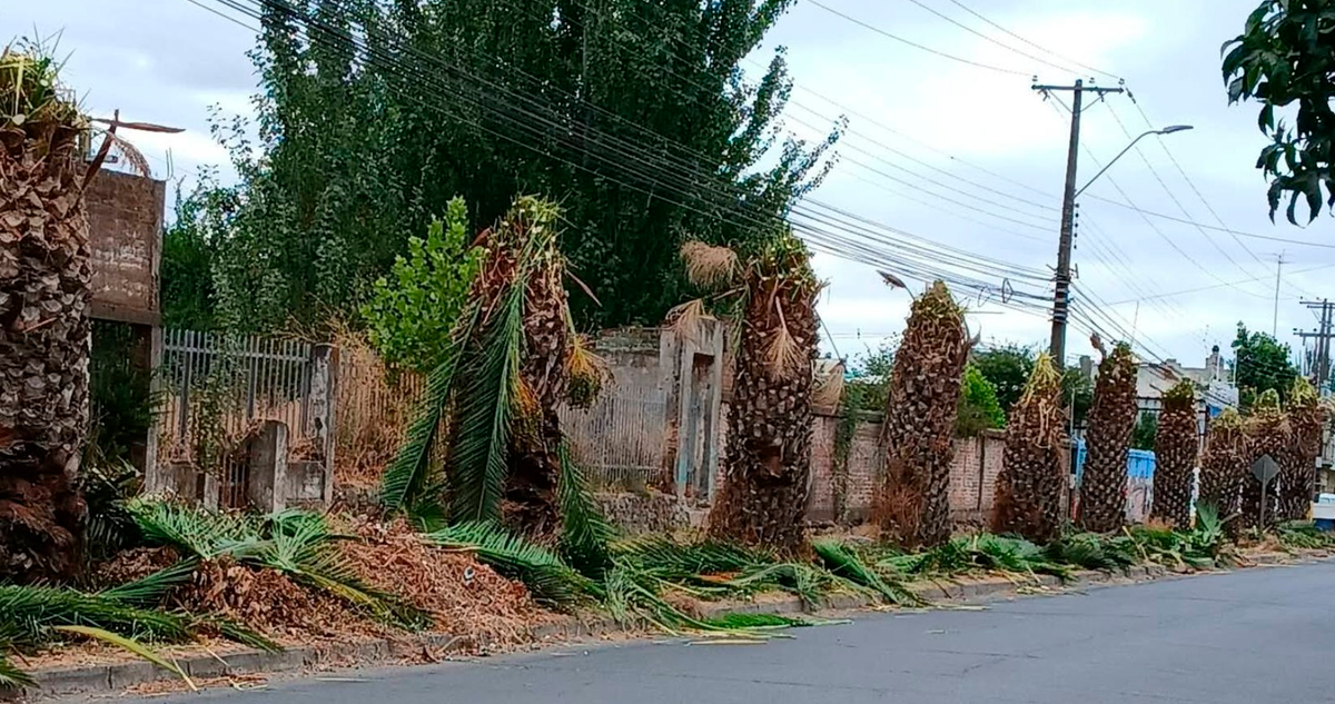 Municipalidad de Molina denuncia poda indiscriminada de palmeras por parte de CGE