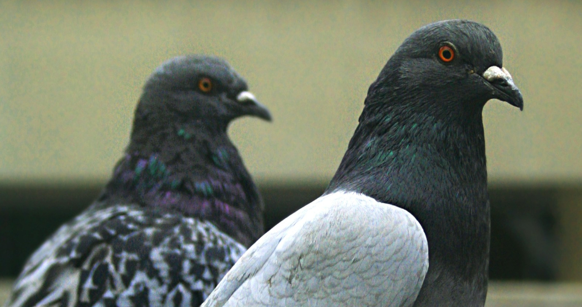 Rusia está implantando chips en palomas para convertirlas en biodrones teledirigidos