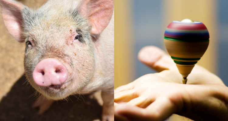 ¿Qué hacer este fin de semana en Osorno?: Destacan las Olimpiadas Campesinas y la Fiesta del Chancho