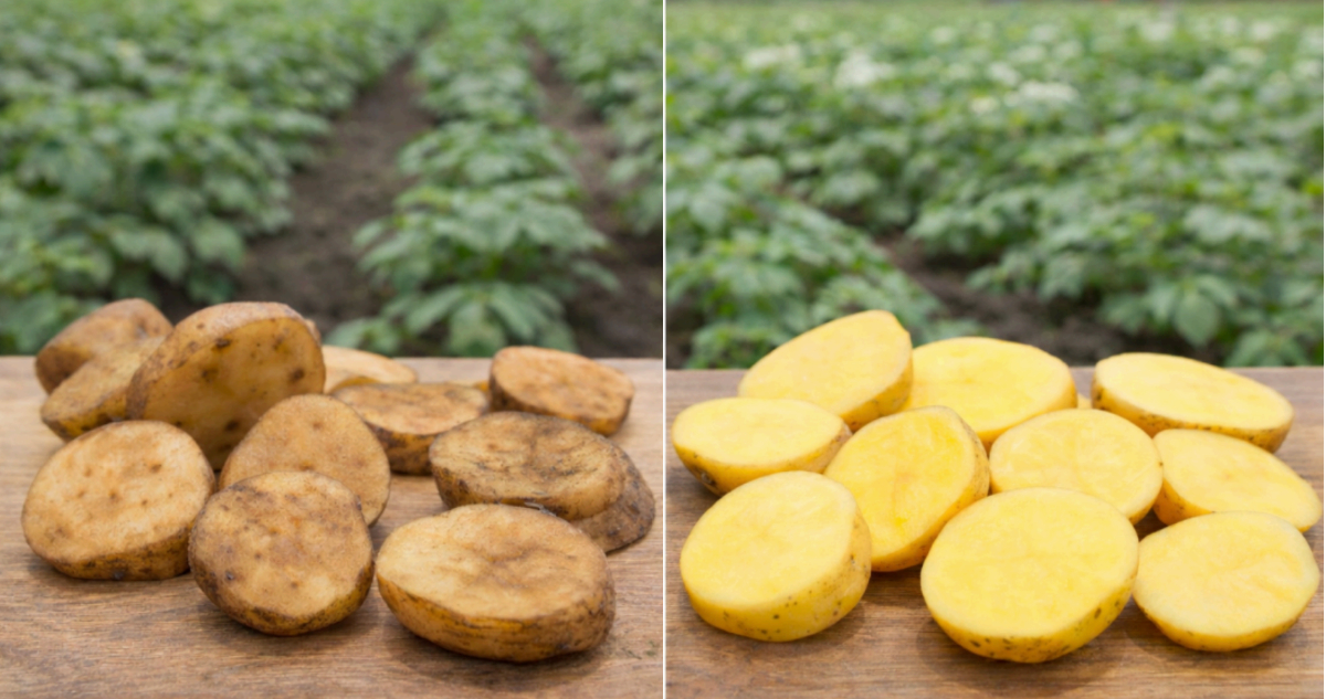 Papa que se oxida más lento