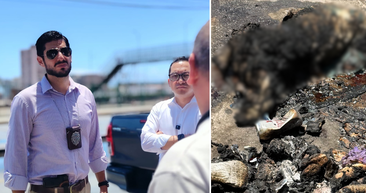 PDI indaga presunto maltrato animal por cuerpo de perro incinerado en Antofagasta