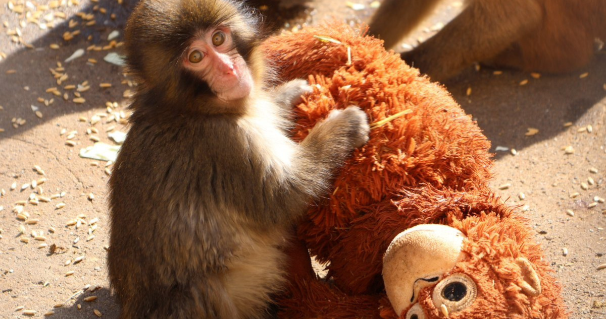 Monito