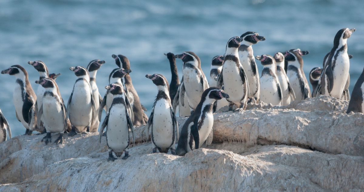 Declaran al pingüino de Humboldt como Monumento Natural: por qué Chile es relevante en su conservación