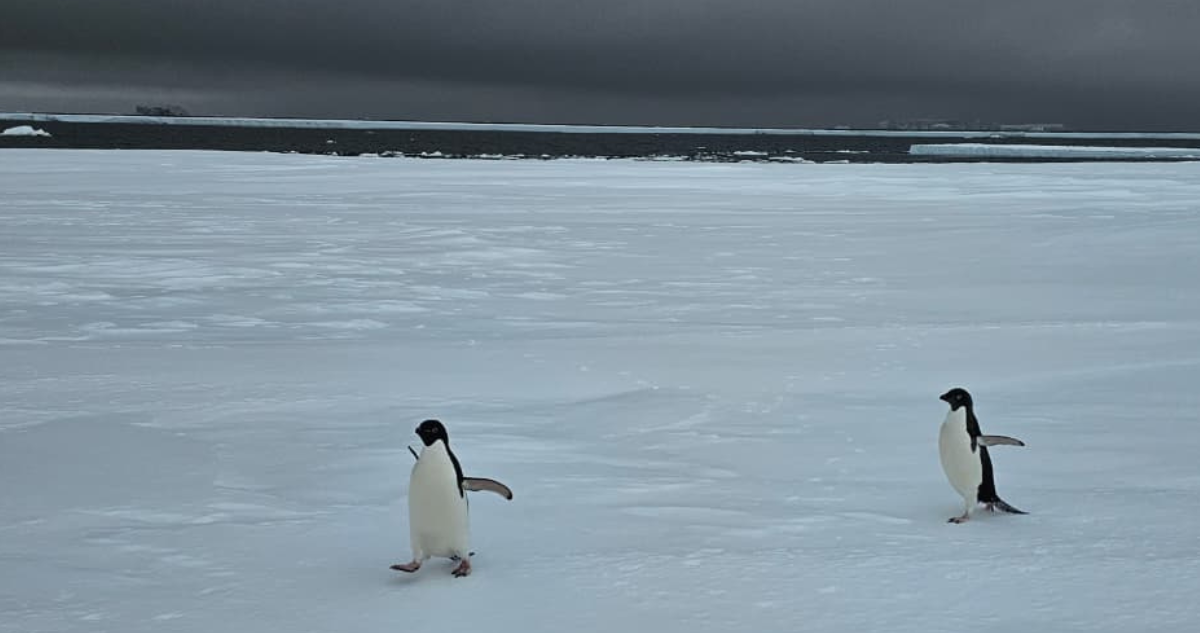 Pingüinos Adelia (Pygoscelis adeliae) se mueven sobre la superficie de un bloque de hielo.
