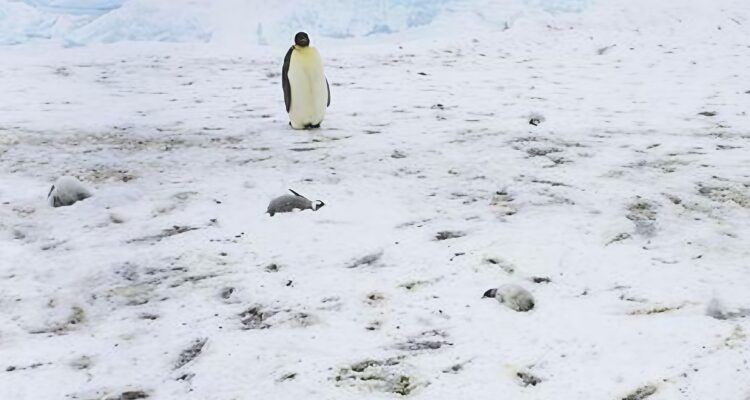 Violenta cepa de gripe aviar azota la Antártida. Científico chileno advierte: mata 100% de infectados
