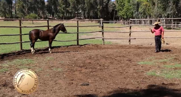 Amansa chilena: Técnica, respeto y tradición con Mauricio Durán