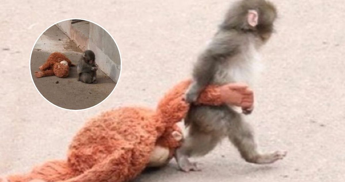 Mono bebé rechazado por su madre derrite corazones al acurrucarse con peluche que lleva a todos lados