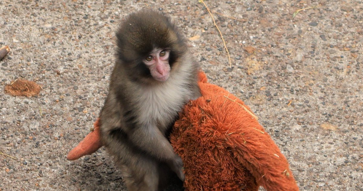 Foto de Punch, el monito