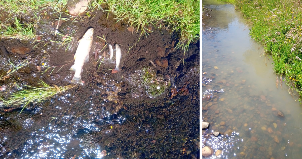 Denuncia de contaminación en río Oroco
