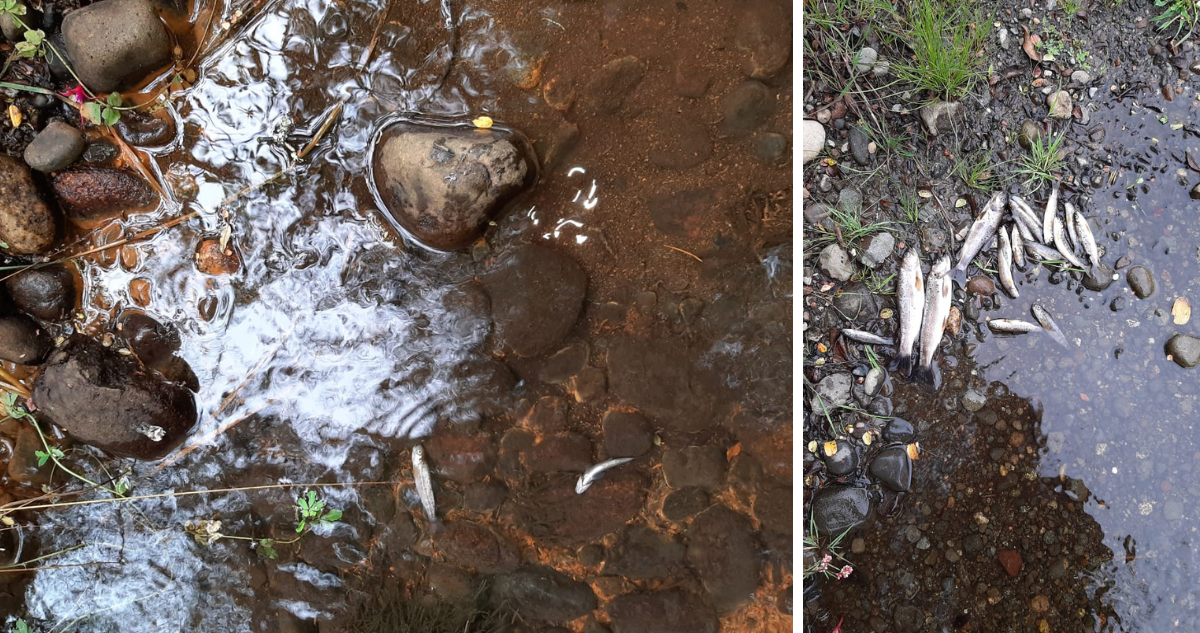 Peces muertos en río Oroco