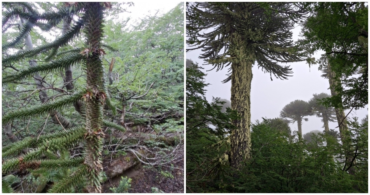 Daños en araucarias en senderos no autorizados en Parque Villarrica