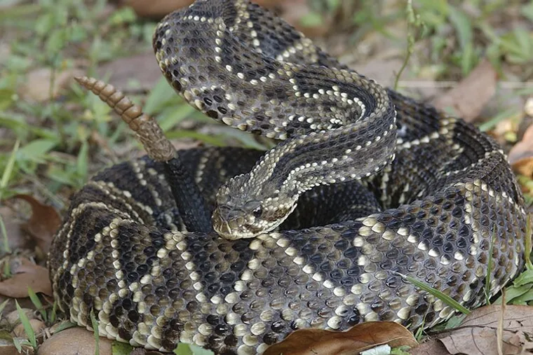 Cómo es la serpiente cascabel y qué tan peligrosa es su mordedura