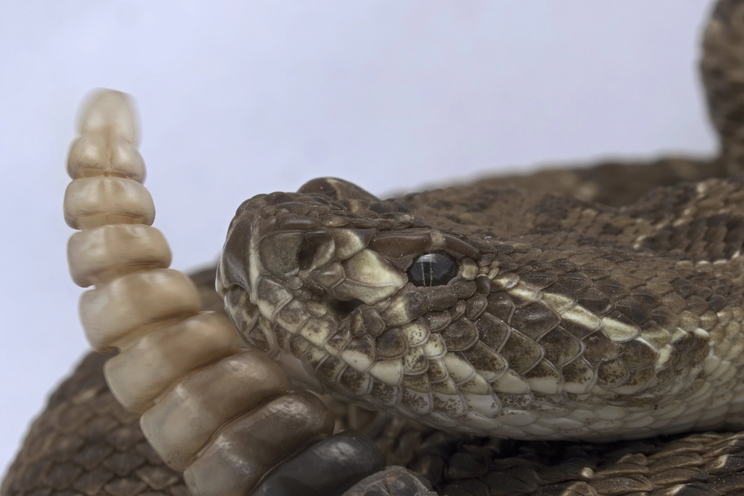 Qué tan peligrosa es la serpiente cascabel y cómo luce: víbora está suelta en San Antonio