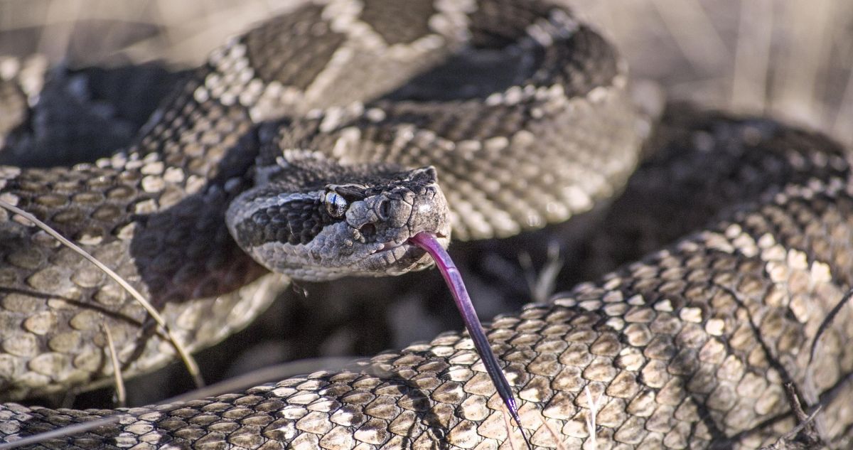 SAG busca a serpiente cascabel suelta en San Antonio tras avistamiento de vecinos