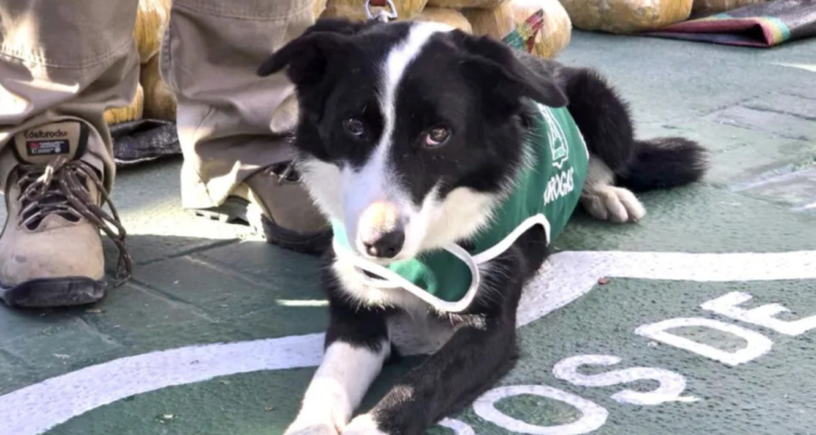 Perro Spot | Diario El Día