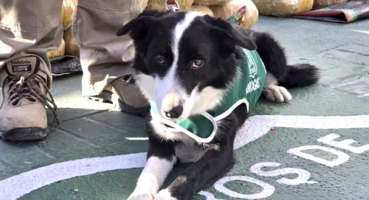 Perro Spot | Diario El Día