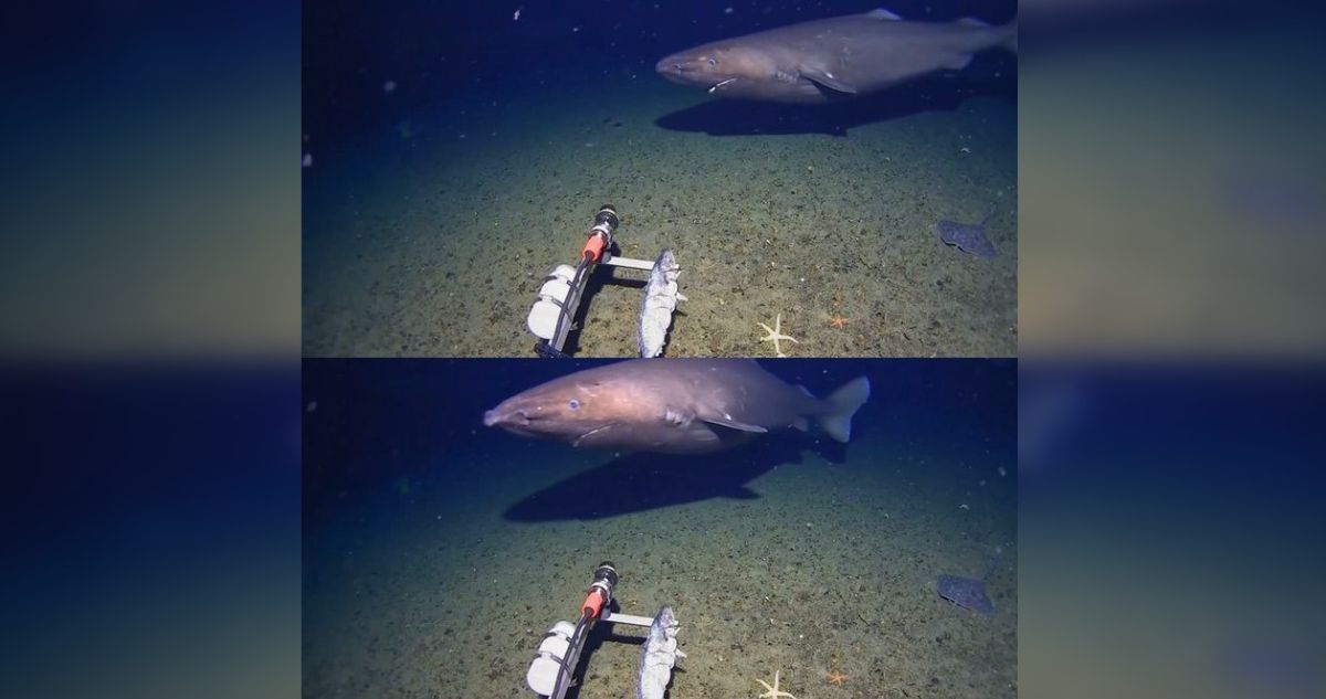Hallazgo inédito: Video capta enorme tiburón nadando en heladas aguas de la Antártida por primera vez