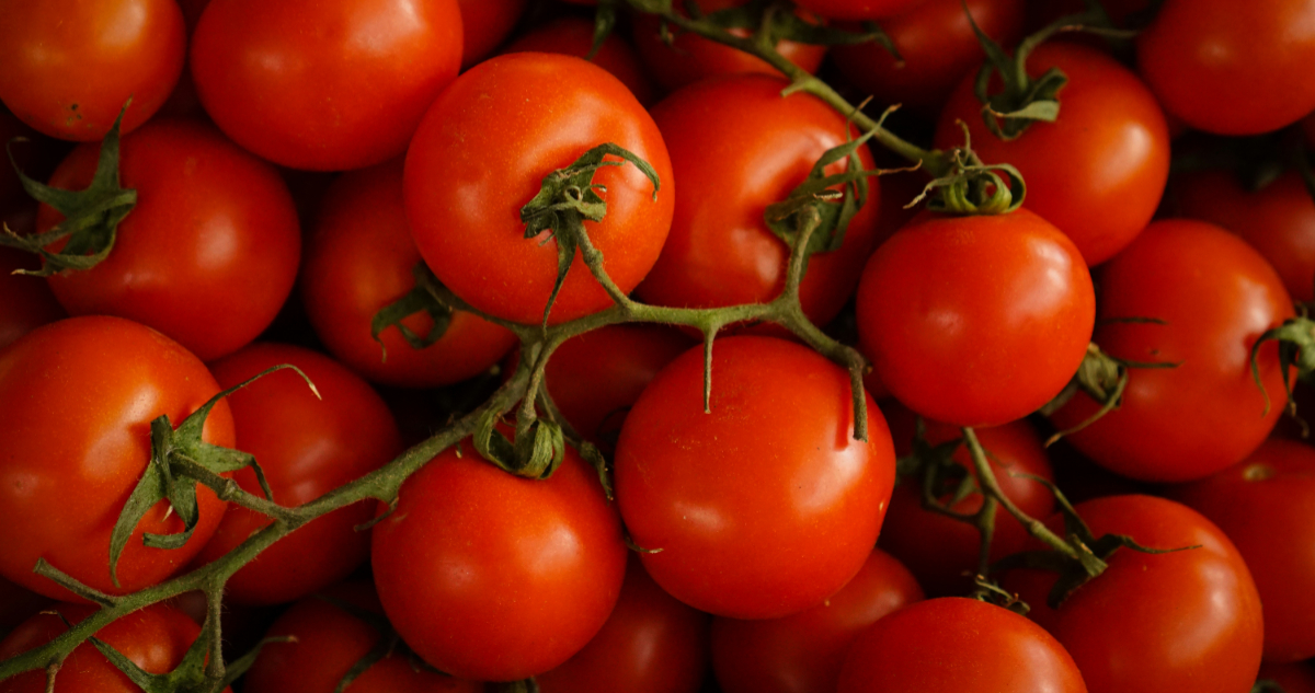 Foto de tomates para ilustrar nota sobre la bacteria que los enferma