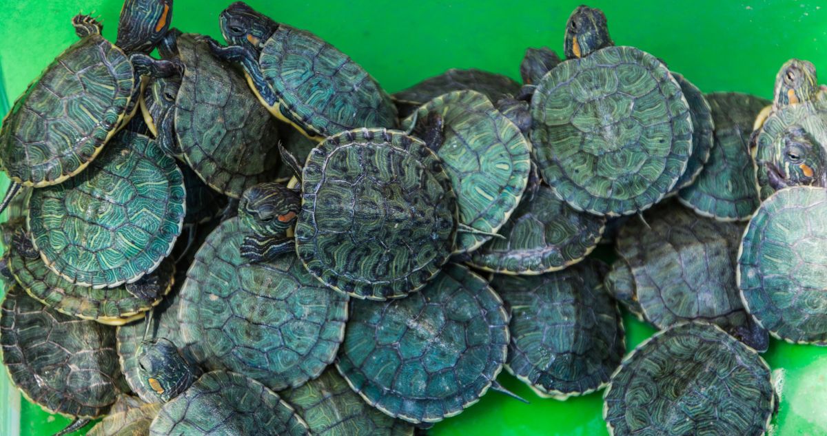 tortugas
