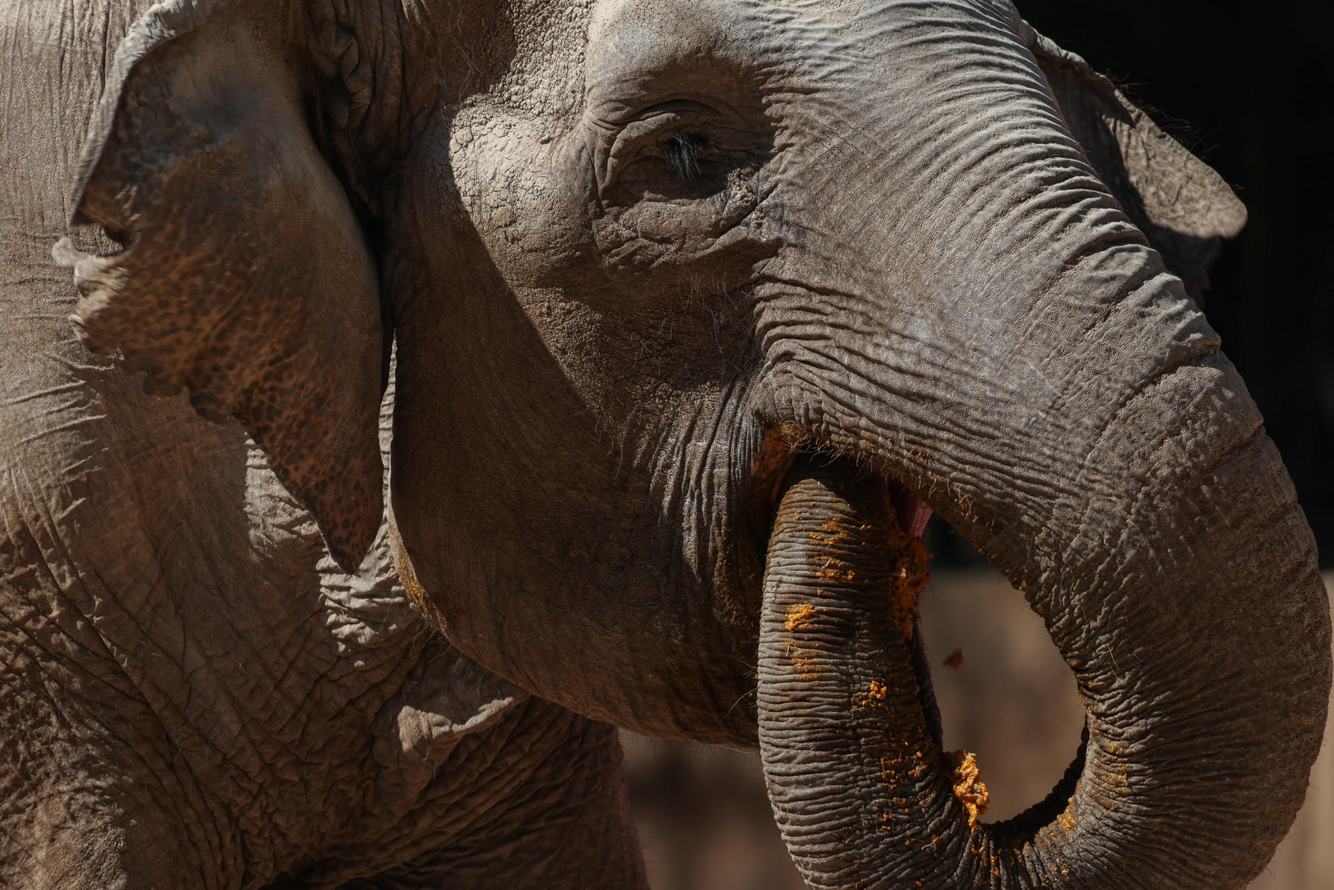 Trompita | Agencia EFE