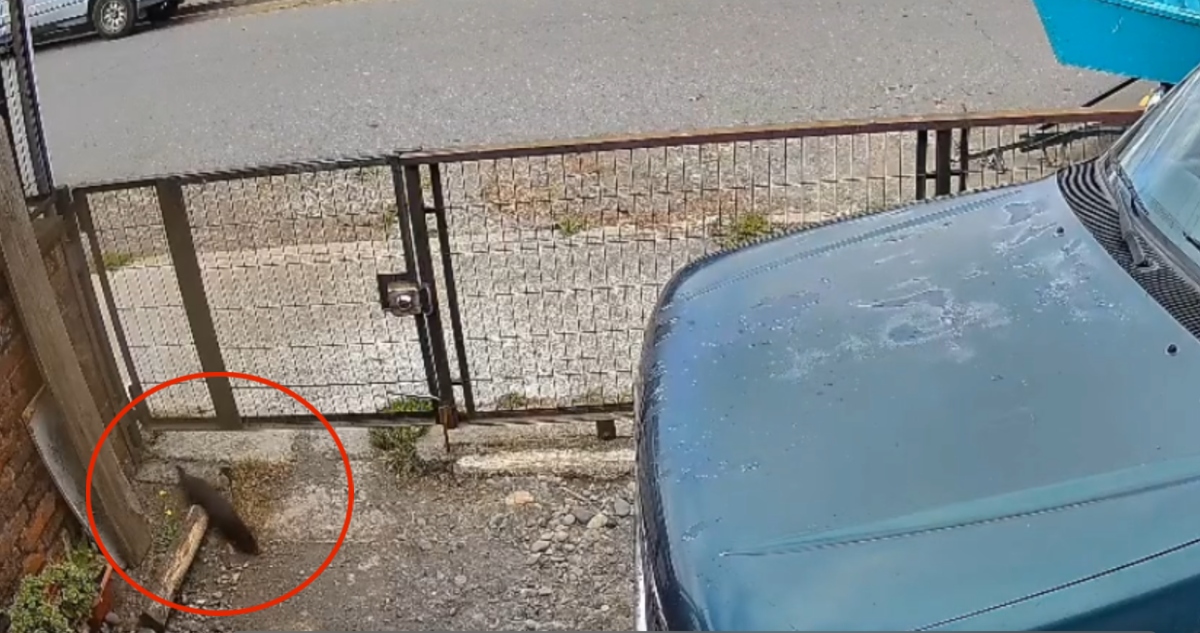 Visón americano merodeó en antejardín de vivienda en Freire