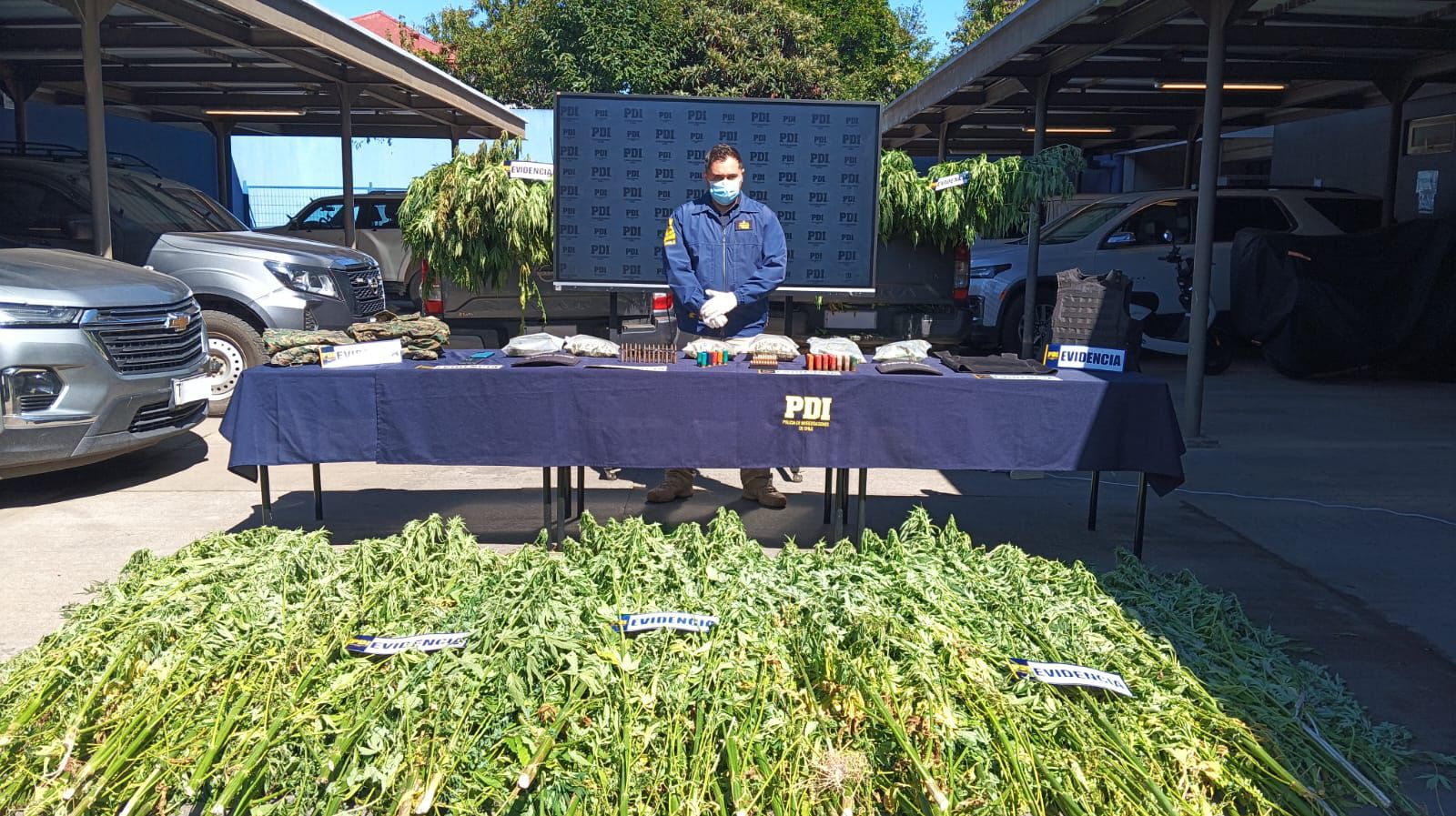 Comunero mapuche es detenido en Ercilla: incautan 293 plantas de cannabis, un arma robada y municiones