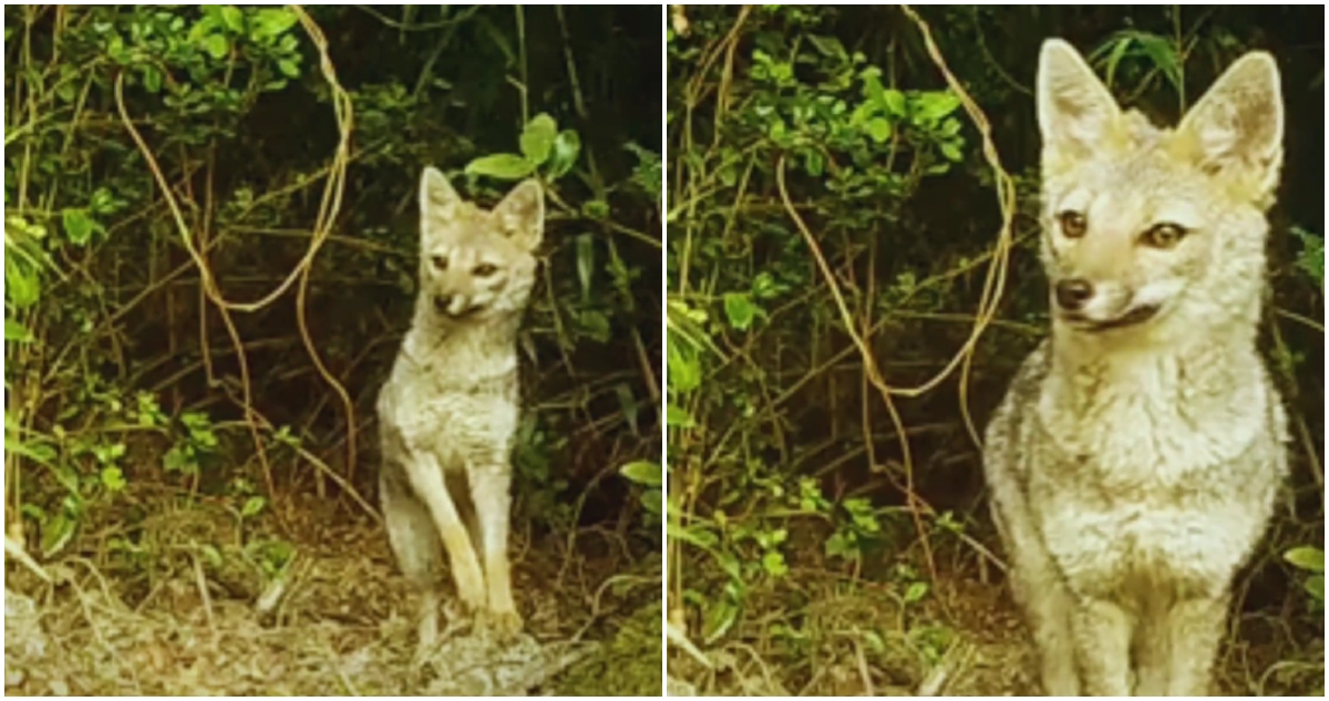 Zorro chilla en Reserva Nacional Mocho Choshuenco