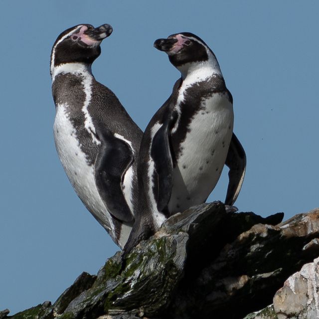 pingüino de Humboldt