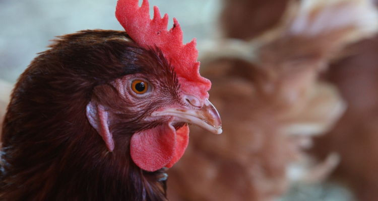SAG confirma primer caso de influenza aviar en aves domésticas en La Araucanía