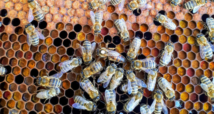 Foto de una colmena para ilustrar la danza de las abejas.