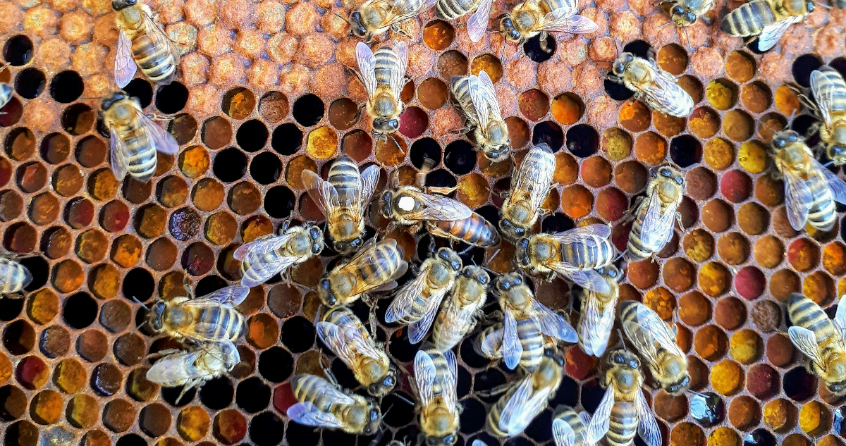 Foto de una colmena para ilustrar la danza de las abejas.