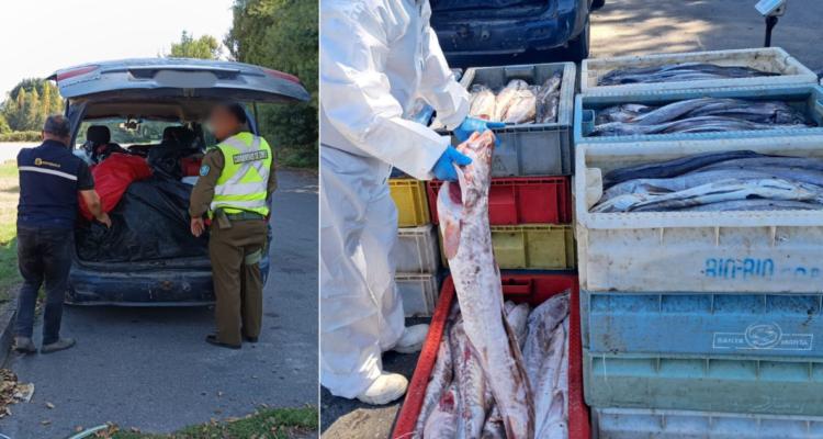 Incautan más de una tonelada de pescado en Gorbea: no se acreditó origen legal de la carga