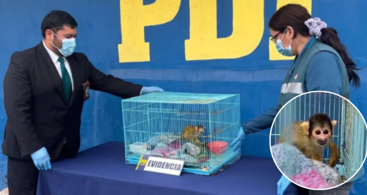 Traficantes tenían mono en peligro de extinción en cautiverio en Coquimbo: estaba en jaula para aves
