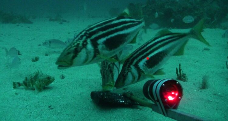 Detectan en Chile la presencia de un pez australiano gracias a innovadora técnica, sin capturarlo